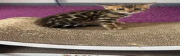 Bengal cats for sale: Pure bred Glitter Coat Bengal Kittens  in Ebbw Vale - Advert 5