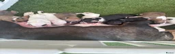 English Bull Terrier dogs for sale: English bull terrier puppies  - Advert 26