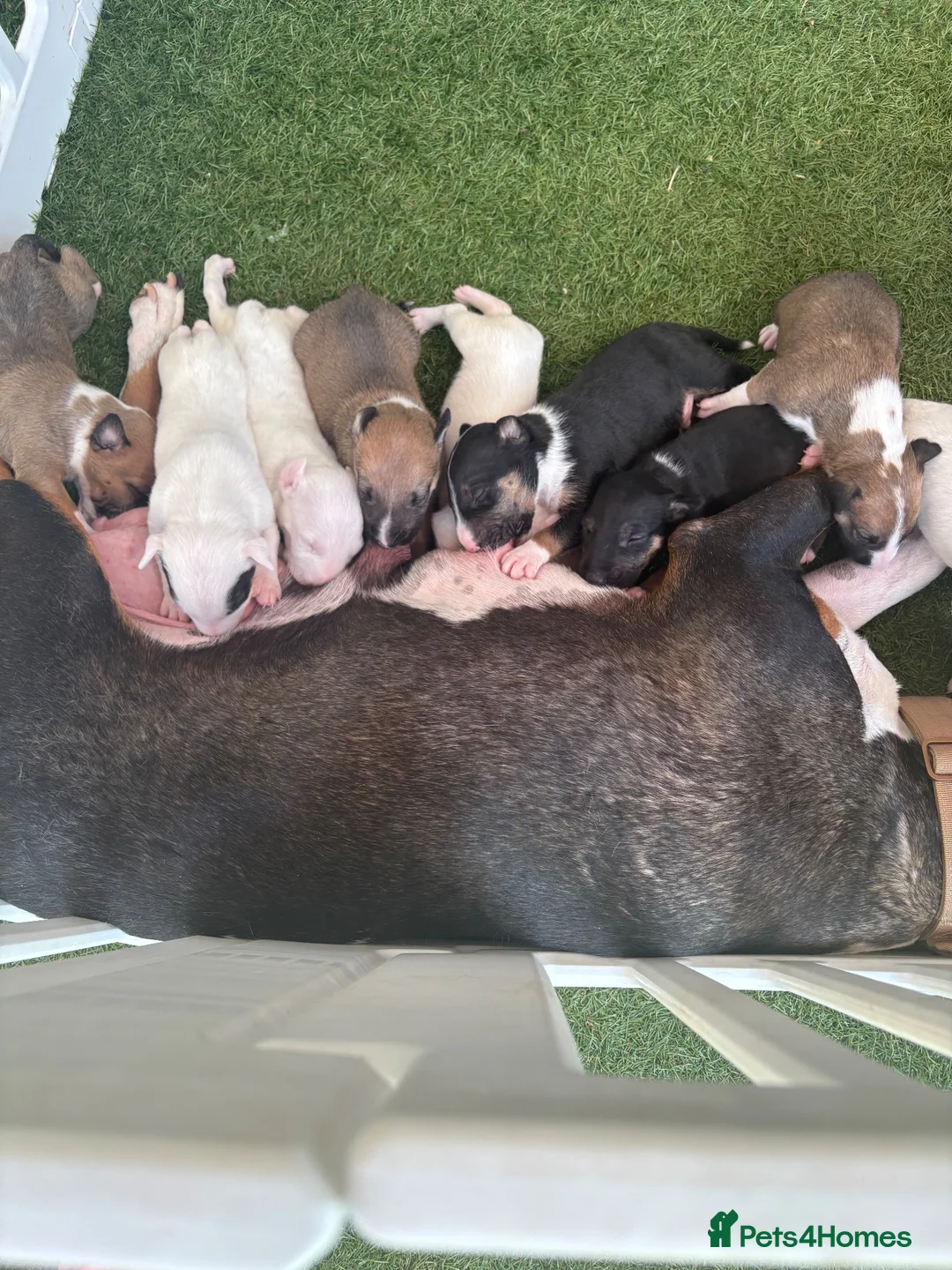English Bull Terrier dogs for sale: English bull terrier puppies  - Advert 26