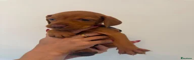 Hungarian Vizsla 6