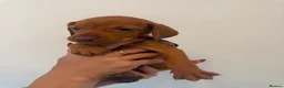 Hungarian Vizsla dogs for sale: KC Hungarian Vizsla Puppies - Advert 11
