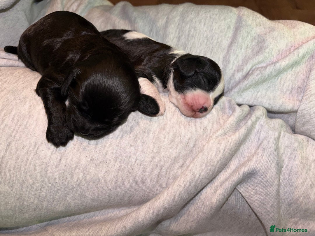 Cavapoo dogs for sale: Cavapoo (Cavalier Backcross) Puppies - Image 12