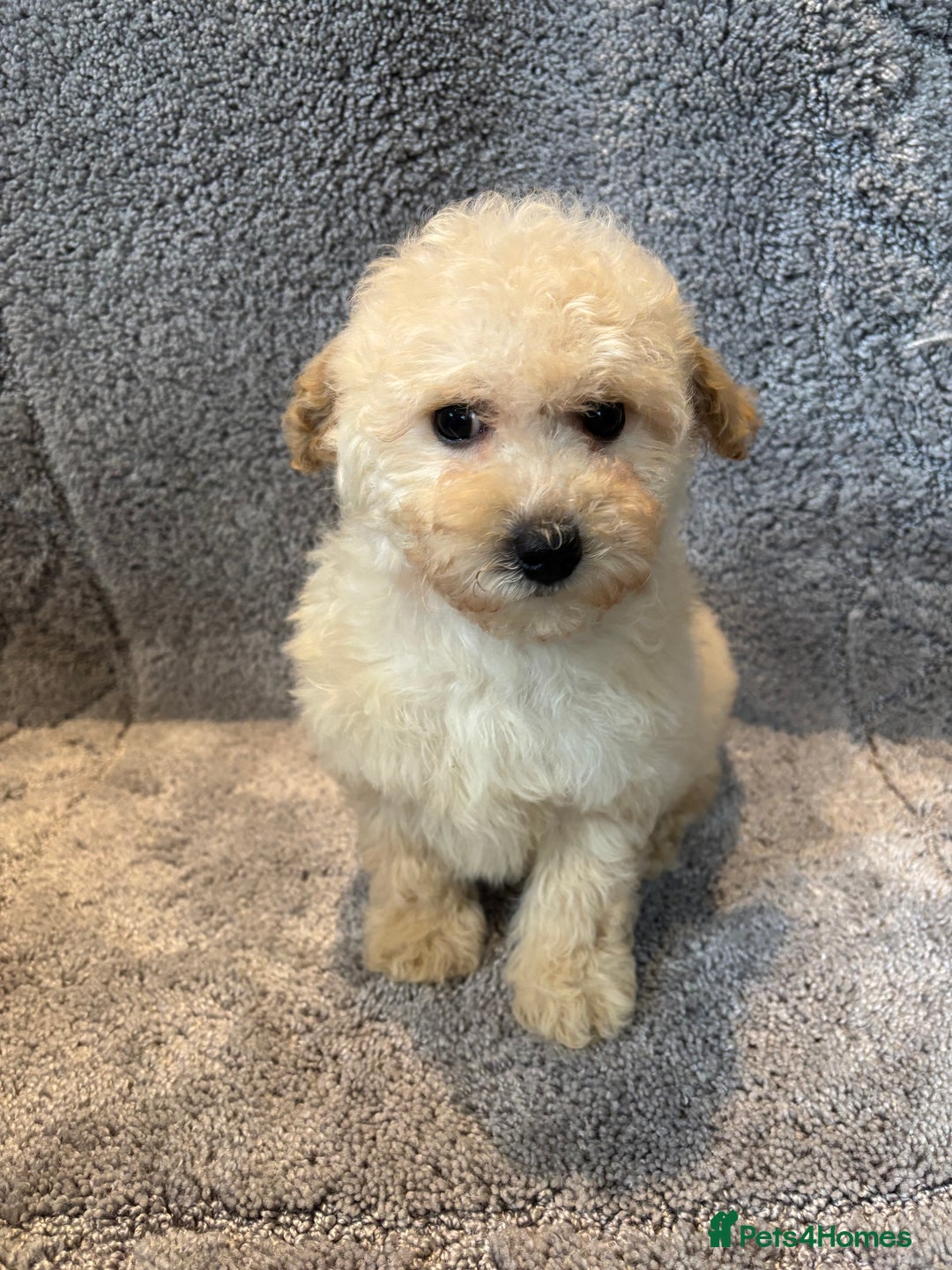 Poochon dogs for sale: Beautiful f1 poochon puppys READY NOW!!! - Advert 12