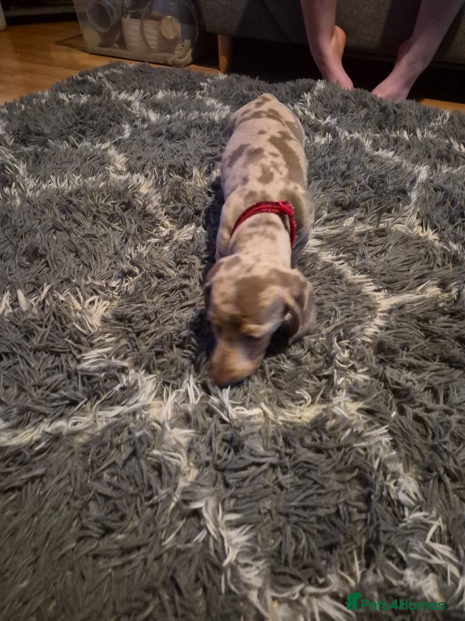 Miniature Dachshund dogs Miniature Dachshund puppies - Advert 2