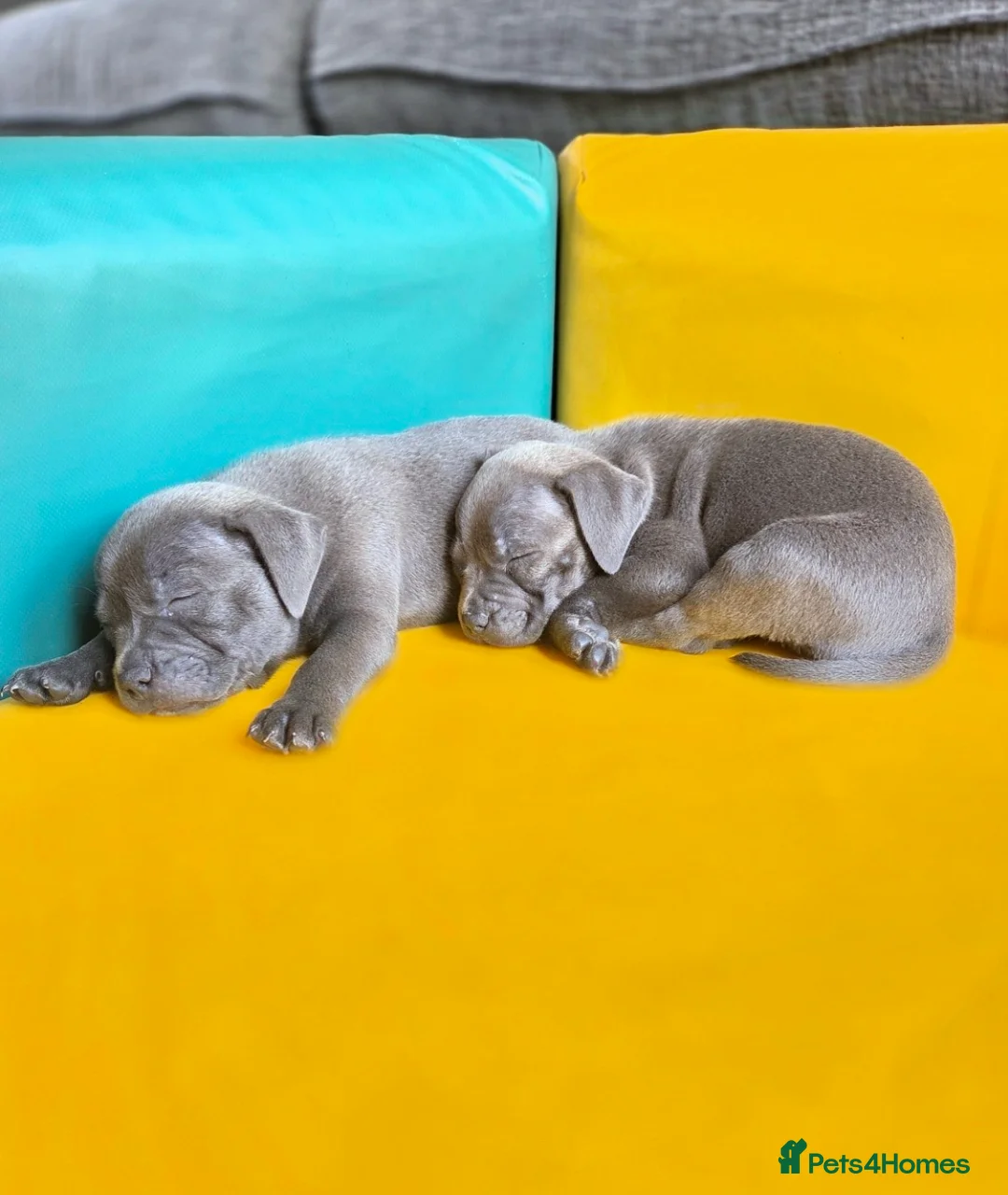 Staffordshire Bull Terrier dogs for sale: Exceptional Blue Staffordshire Bull terrier pups - Advert 1