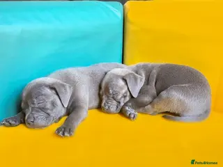 Staffordshire Bull Terrier dogs Exceptional Blue Staffordshire Bull terrier pups - Advert 1