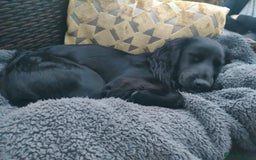Cocker Spaniel dogs for stud: KC registered Cocker Spaniel Striker for stud - Image 33