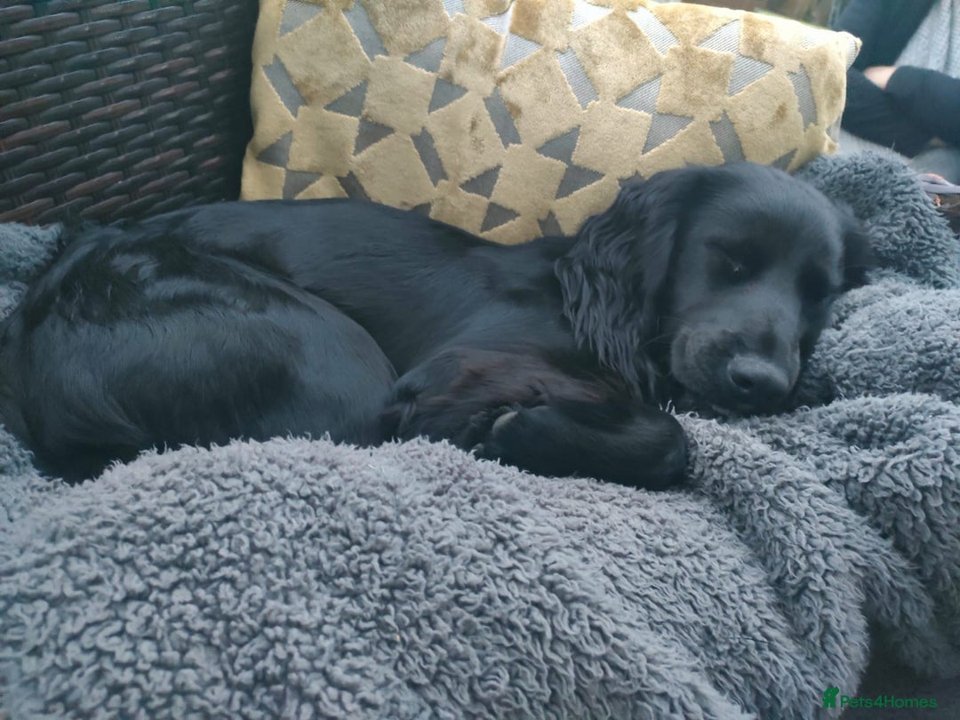 Cocker Spaniel dogs for stud: KC registered Cocker Spaniel Striker for stud - Image 33