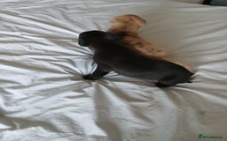Staffordshire Bull Terrier dogs for sale: Staffordshire bull terror puppies  in London - Image 27