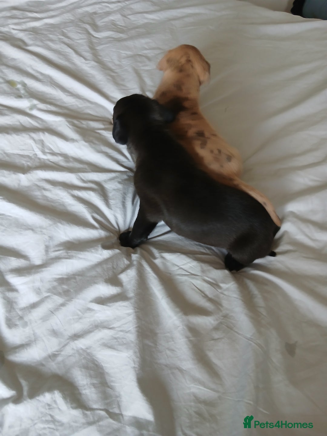 Staffordshire Bull Terrier dogs for sale: Staffordshire bull terror puppies  in London - Image 27