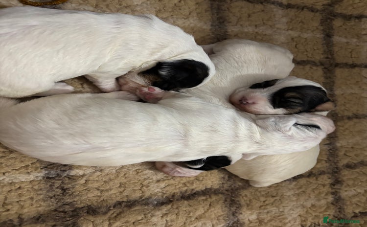 Sealyham Terrier dogs - Advert 1
