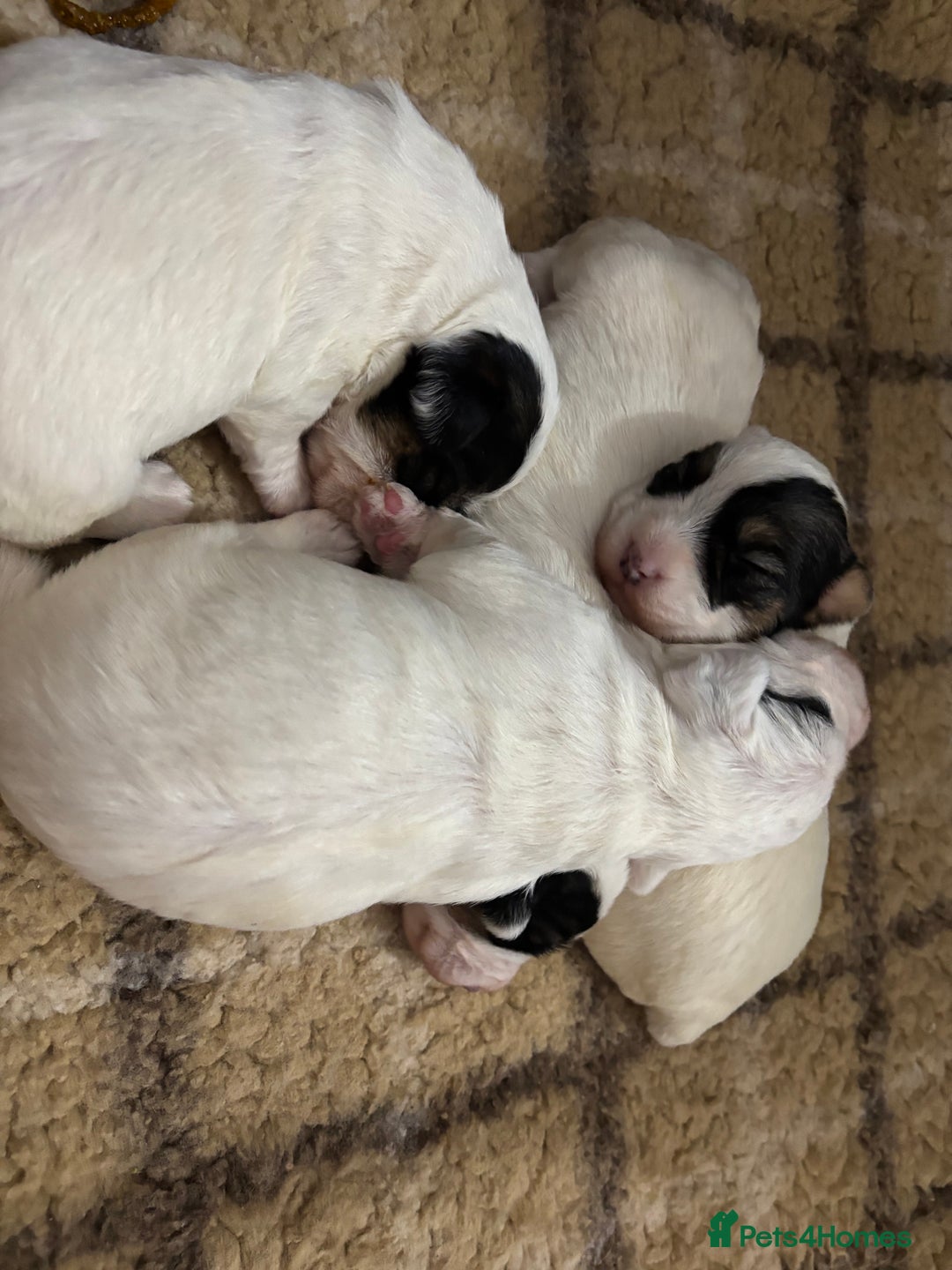 Sealyham Terrier dogs for sale: Stunning Sealyham Terriers  - Image 1