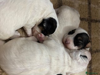 Sealyham Terrier dogs - Advert 2