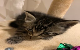 Mixed Breed cats for sale: Mixed Himalayan - Image 17