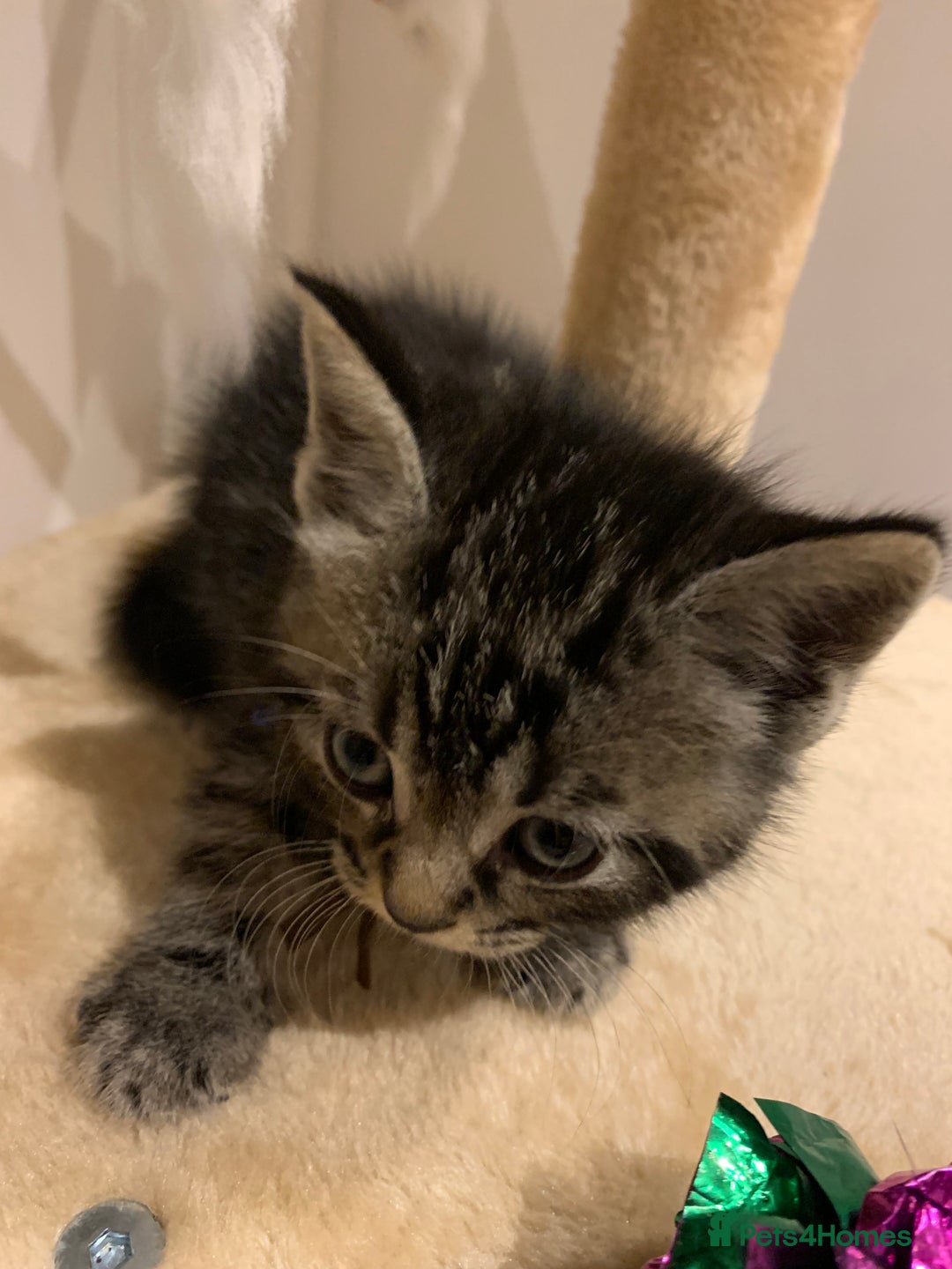 Mixed Breed cats for sale: Mixed Himalayan - Image 17