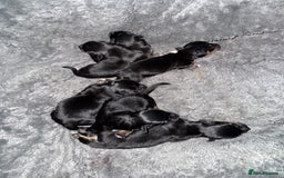 Mixed Breed dogs for sale: Beautiful Jack X Chihuha litter  - Image 15