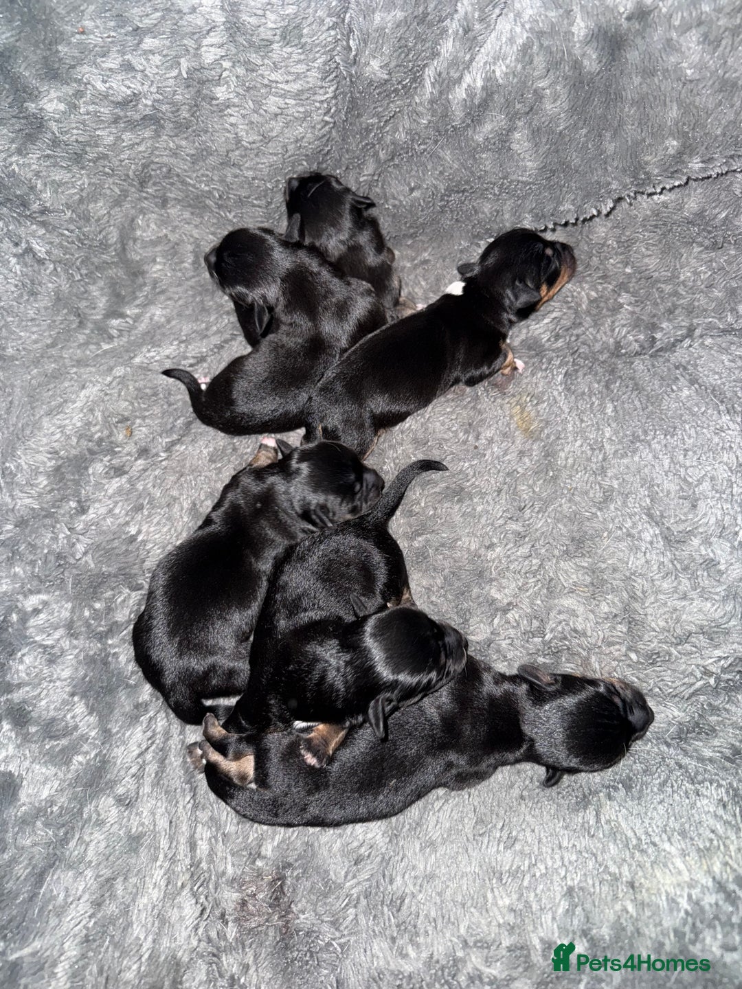 Mixed Breed dogs for sale: Beautiful Jack X Chihuha litter  - Image 15