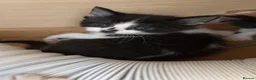 Mixed Breed cats for sale: 5 Beautiful kittens for sale £100 - Advert 4