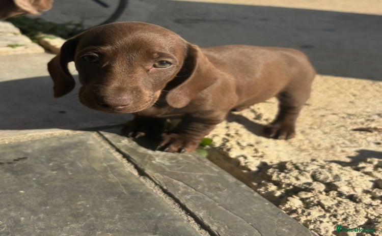 Miniature Dachshund dogs - Advert 6