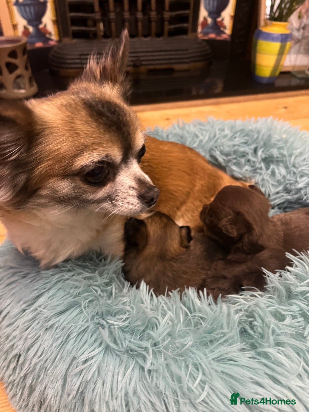 Chihuahua dogs for sale: 3 Gorgeous long coats boys - Advert 4