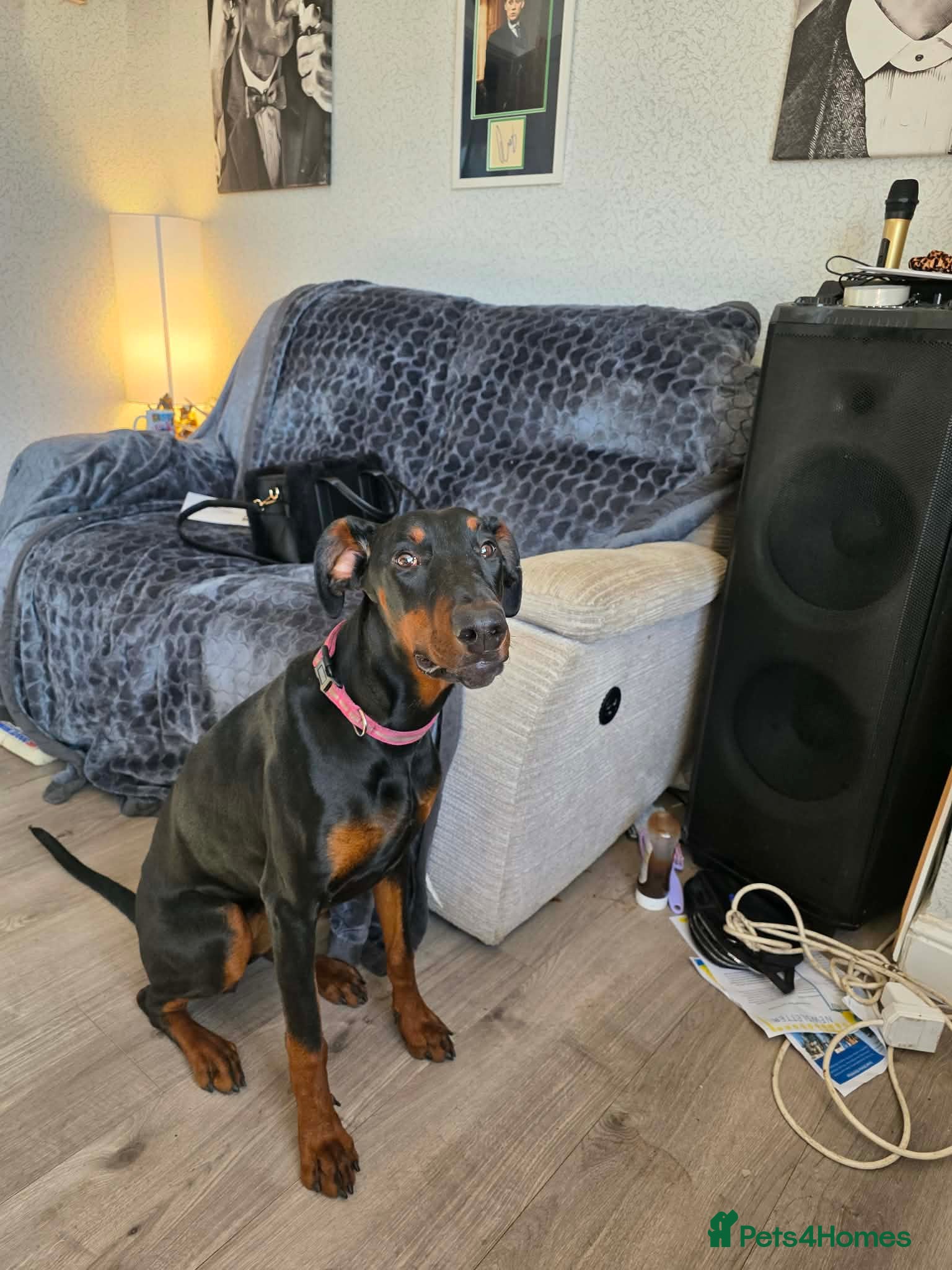 Dobermann dogs Doberman bitch - Advert 1