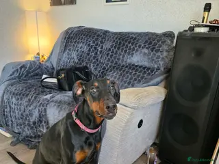 Dobermann dogs Doberman bitch - Advert 3
