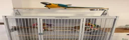 Macaws birds for sale: Blue & Gold Macaw - Advert 7