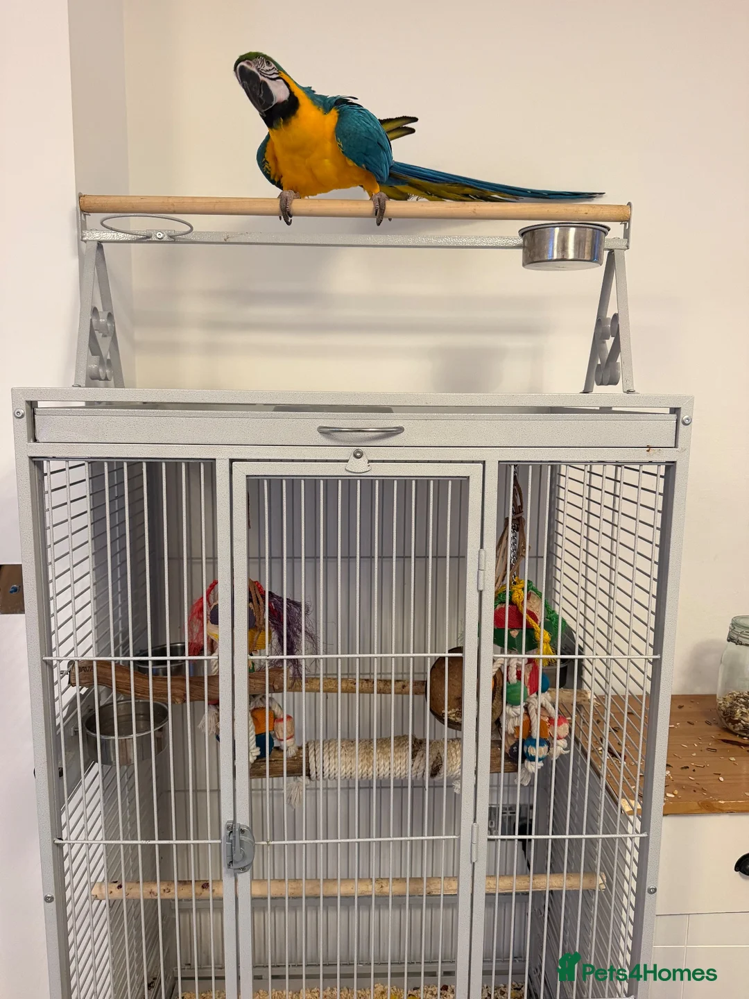 Macaws birds for sale: Blue & Gold Macaw - Advert 7