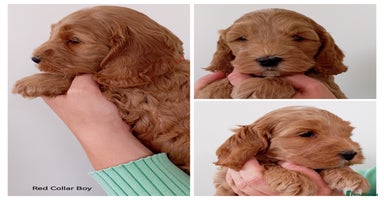 Cockapoo dogs - Advert 7