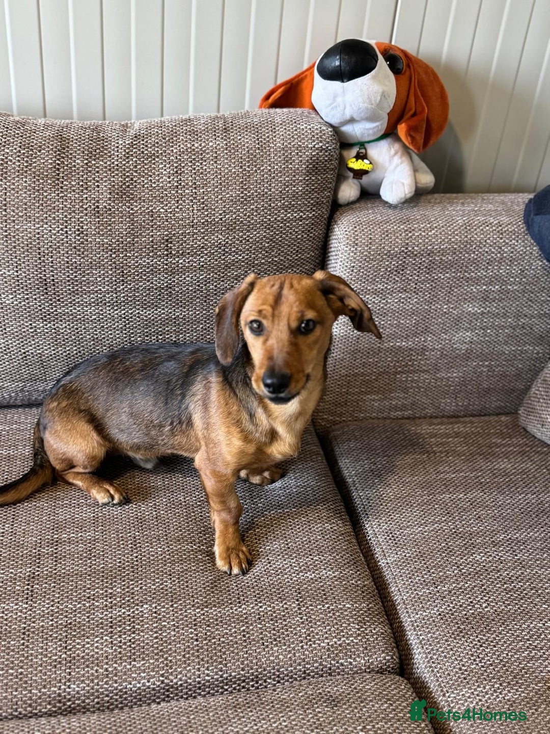 Mixed Breed dogs for adoption: Cutie pie Alex ready for his home - Advert 11