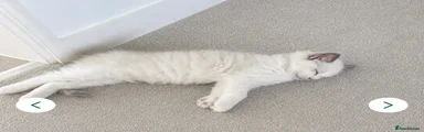 Ragdoll 1