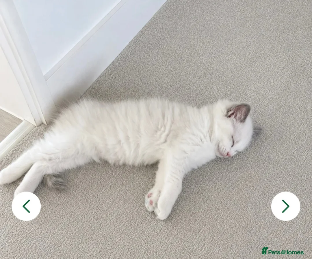 Ragdoll cats for sale:  🐾 One Little Boy Left- awaiting Family 🐾 - Advert 2