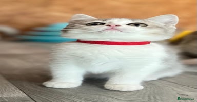 British Shorthair cats - Advert 2