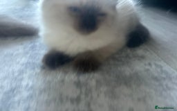 Ragdoll cats for sale: One girl left. Beautiful ragdoll kittens - Image 8
