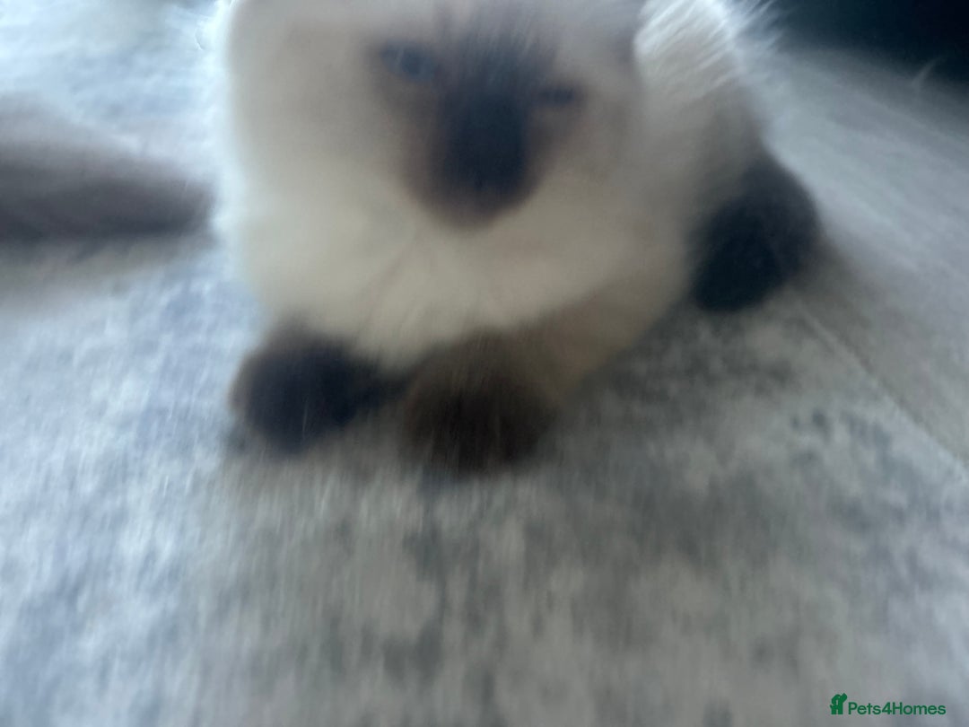 Ragdoll cats for sale: One girl left. Beautiful ragdoll kittens - Image 8