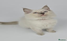 Ragdoll cats for sale: 🤍 STUNNING GCCF REGISTERED RAGDOLL KITTENS 🤍🤍 - Image 9