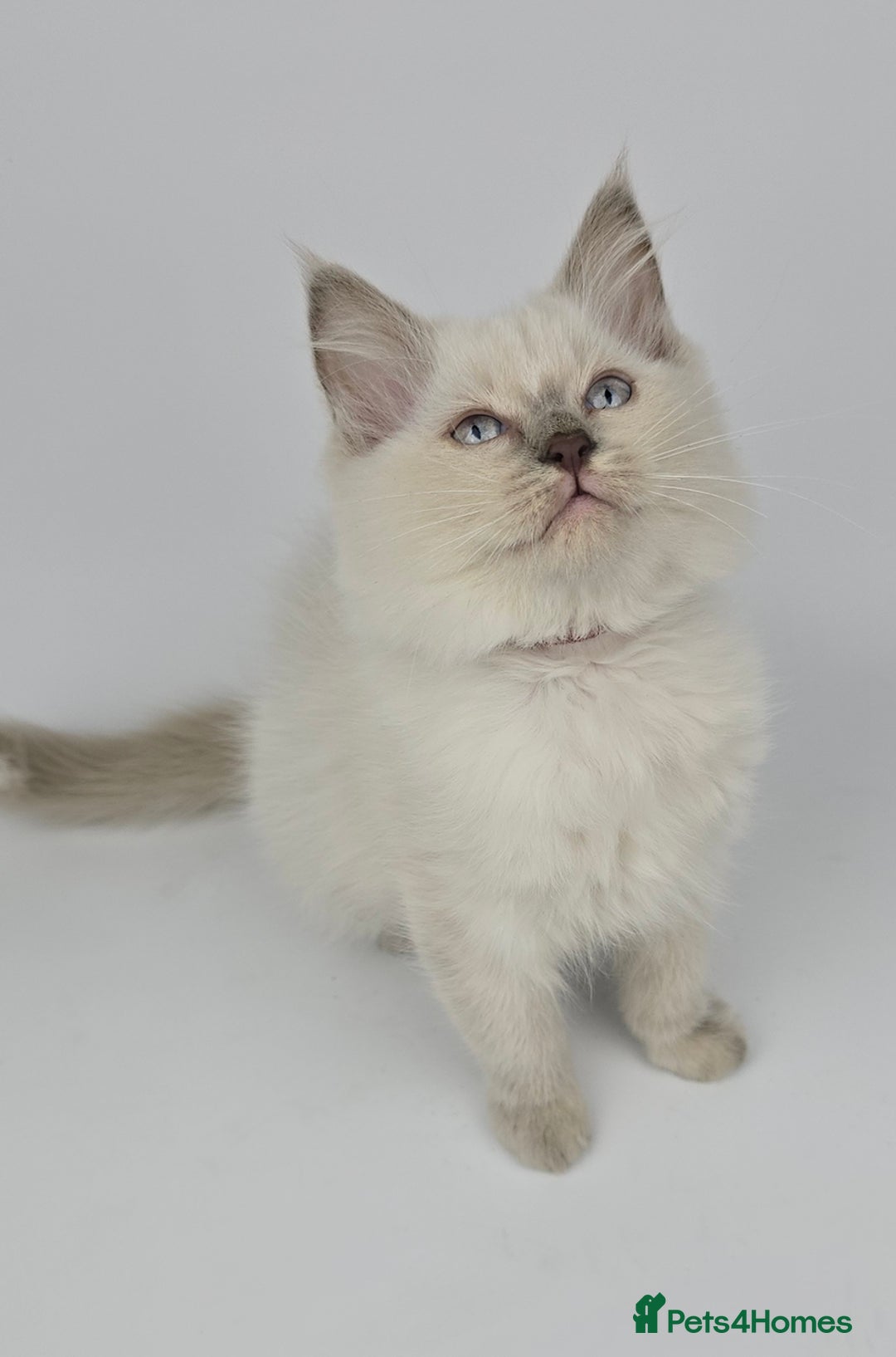 Ragdoll cats for sale: 🤍 STUNNING GCCF REGISTERED RAGDOLL KITTENS 🤍🤍 - Image 9