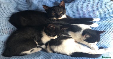 Mixed Breed cats - Advert 16