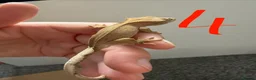 Gecko reptiles for sale: 12 x Crested Gecko babies - Advert 5