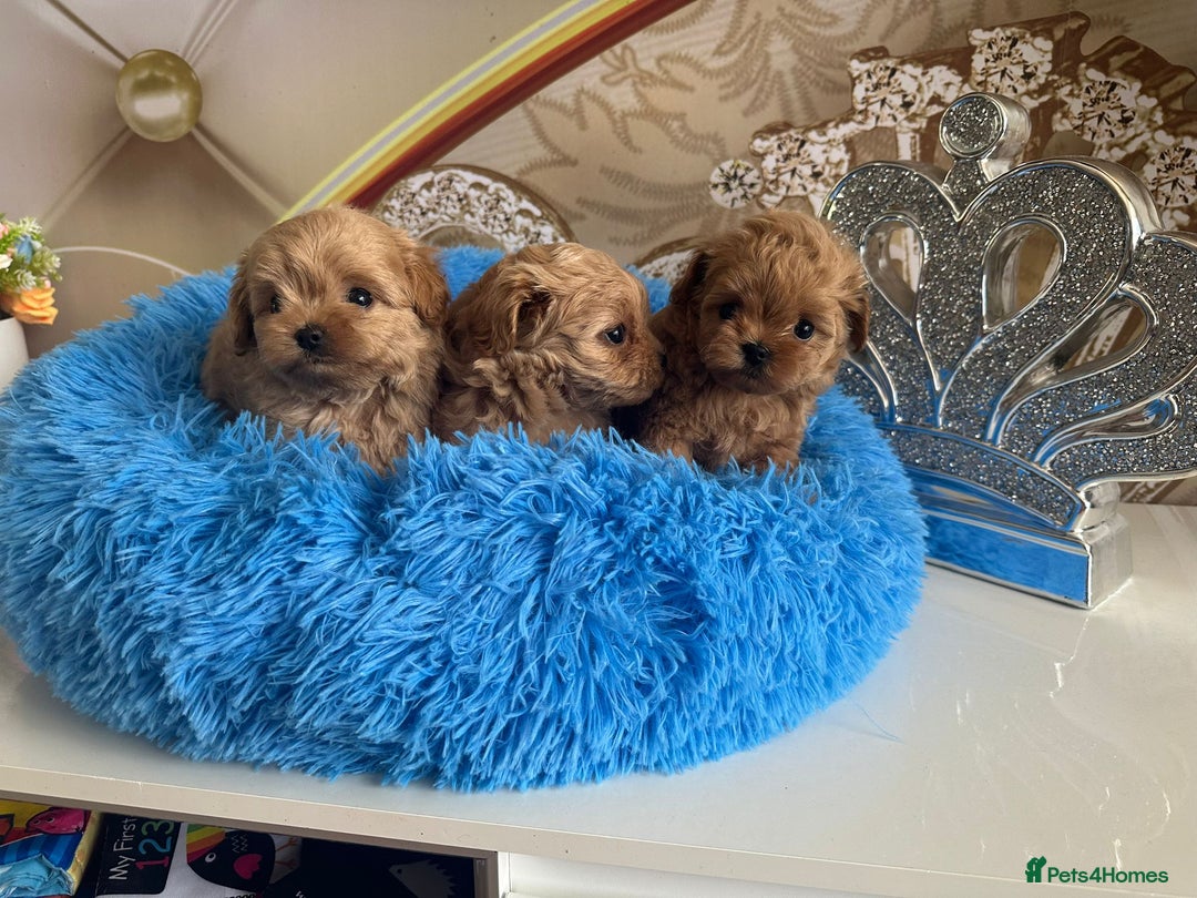 Toy Poodle dogs for stud: Red asian poodle for stud - Advert 6