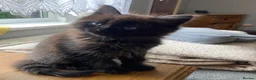 Mixed Breed cats for sale: Adorable kittens  - Advert 12