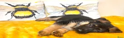 German Shepherd dogs for sale: German sheperd puppies Champion line - Advert 29