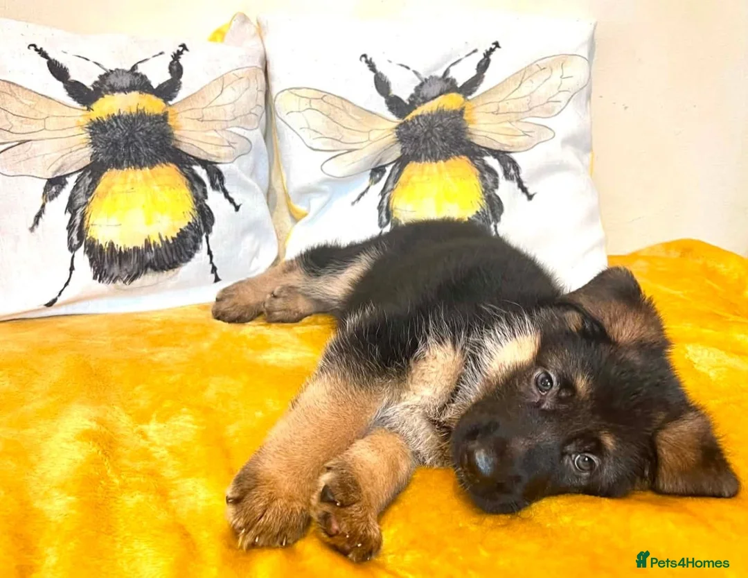 German Shepherd dogs for sale: German sheperd puppies Champion line - Advert 29