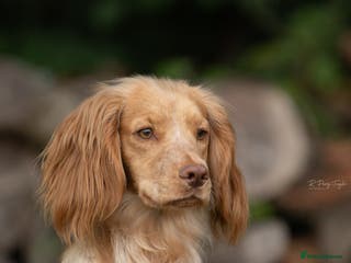 Cocker Spaniel dogs Fully trained and health tested - Advert 12