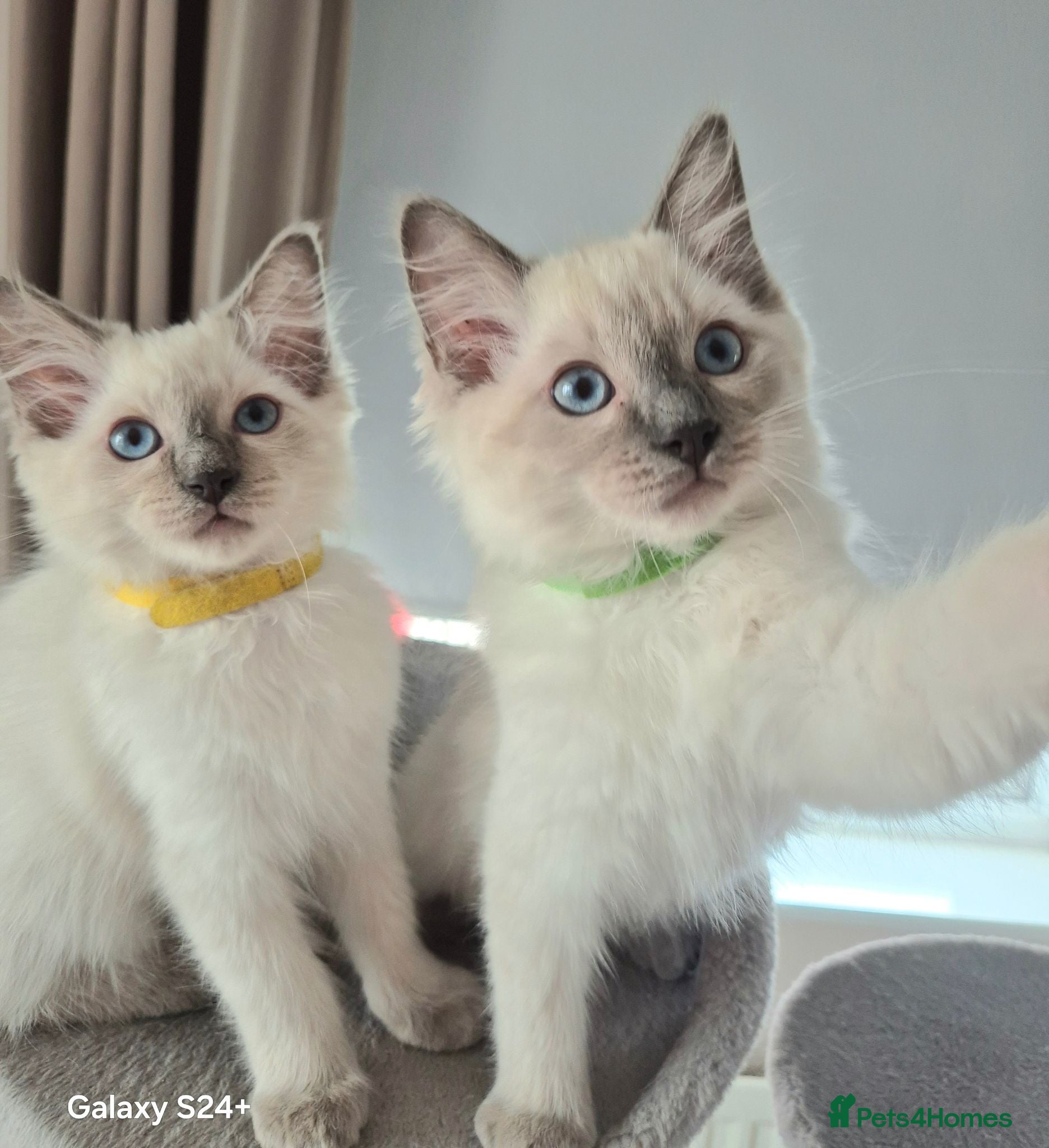 Ragdoll cats 💙 Blue Point Ragdolls 💙 - Advert 2