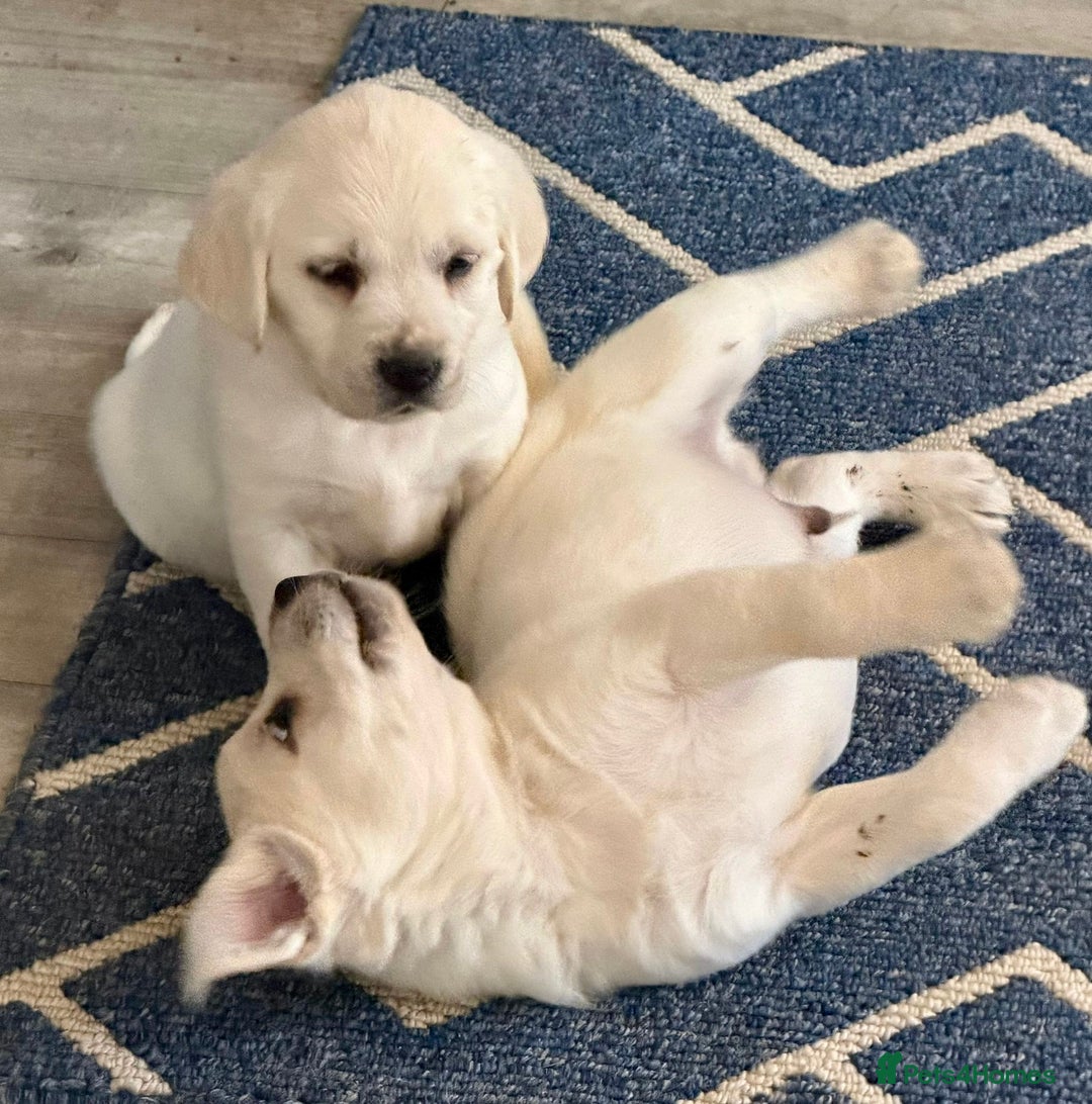 Goldador dogs for sale: Stunning Lab x Retriever pups - Advert 7