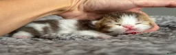 British Shorthair cats for sale: Choc/black ticked tabby white TICA reg  - Advert 9
