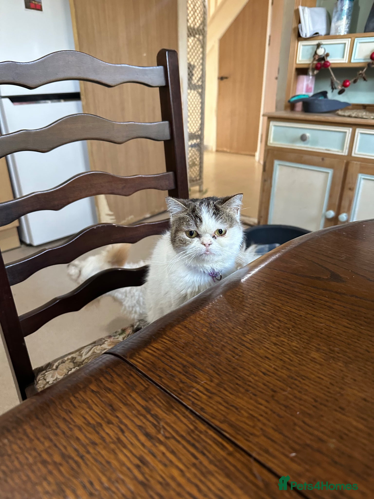 Mixed Breed cats Persian Mainecoon Kittens - Advert 3