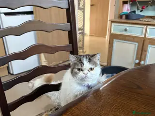 Mixed Breed cats Persian Mainecoon Kittens - Advert 11