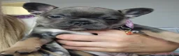 French Bulldog dogs for sale:  Open to offers Beautiful French Bulldog  - Advert 19